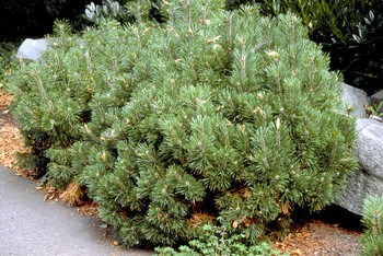 Pinus Mugo Slowmound Blomidon Nurseries