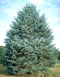 Abies concolor - Blomidon Nurseries