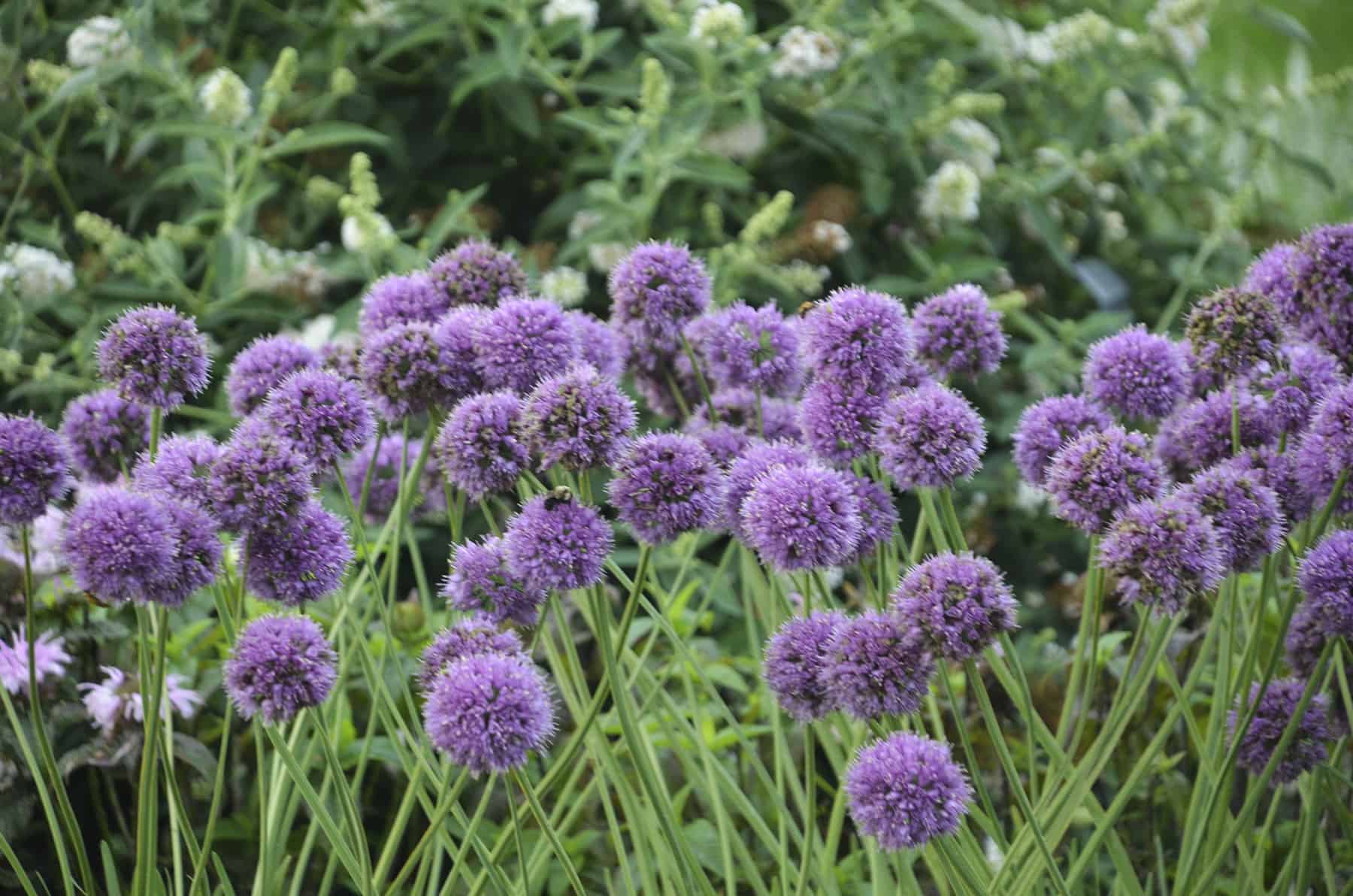 Allium Medusa