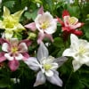 Aquilegia vulgaris Origami Mix - Image 1