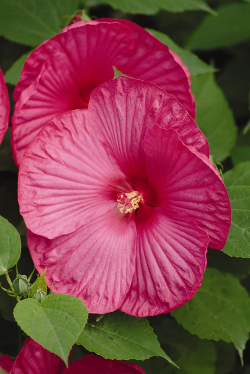 Hibiscus Luna Rose Blomidon Nurseries