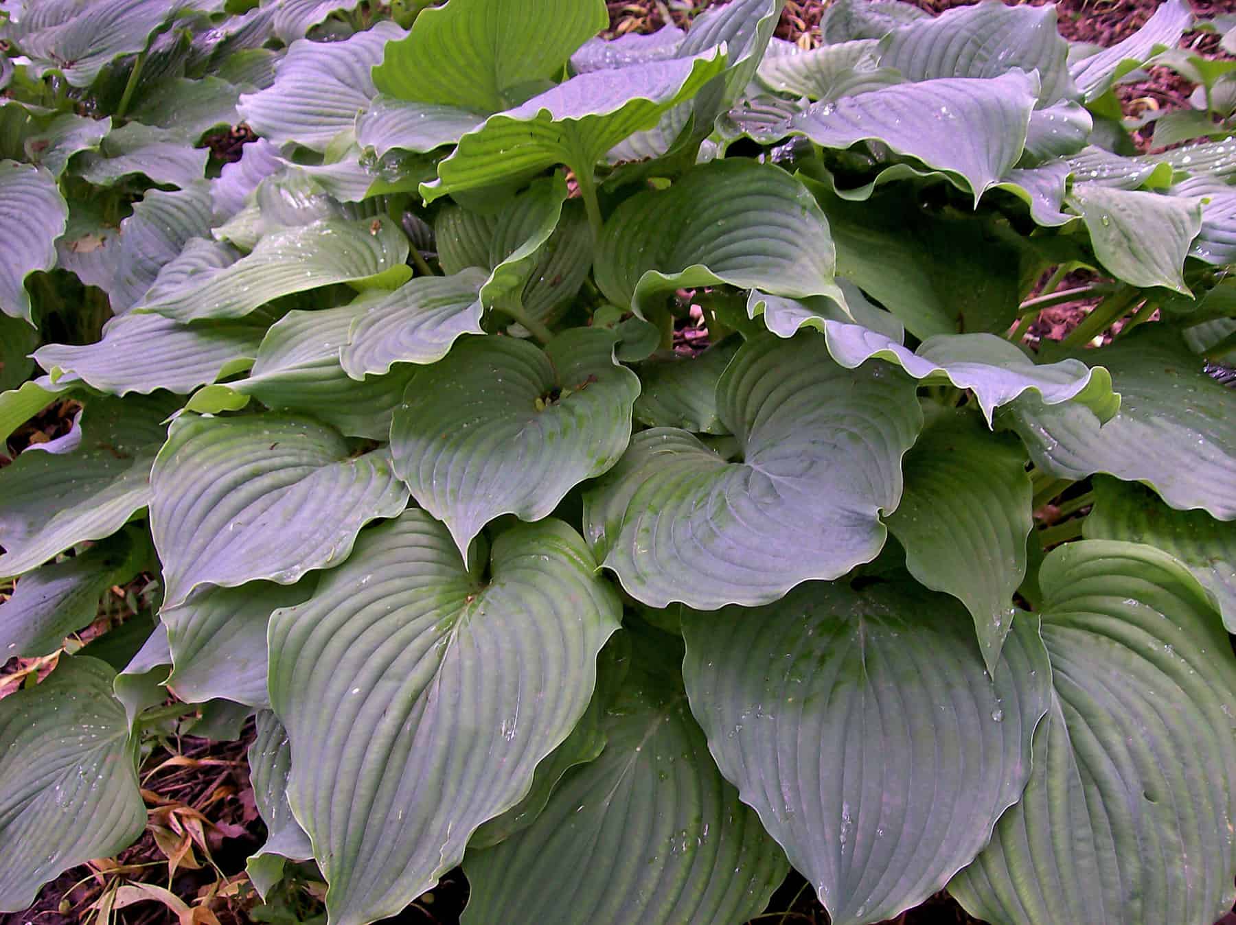 Хоста Red Hostas