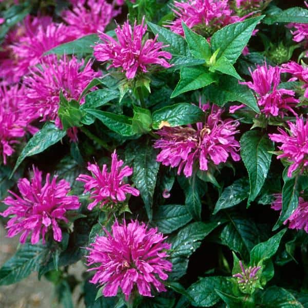 Monarda 'Grand Parade' - Blomidon Nurseries