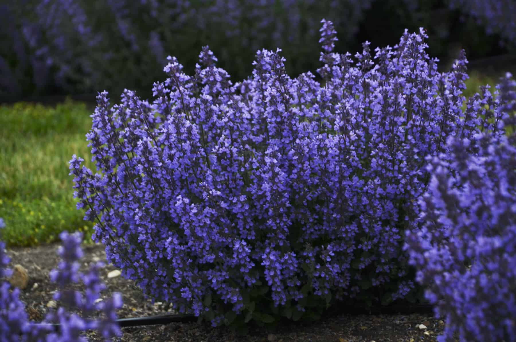 Котовник. Котовник Фассена (Nepeta faassenii `Six Hills giant`). Котовник Фассена уолкерс Лоу. Котовник Фассена 'Kit Cat'. Котовник Фассена Блю Вандер.