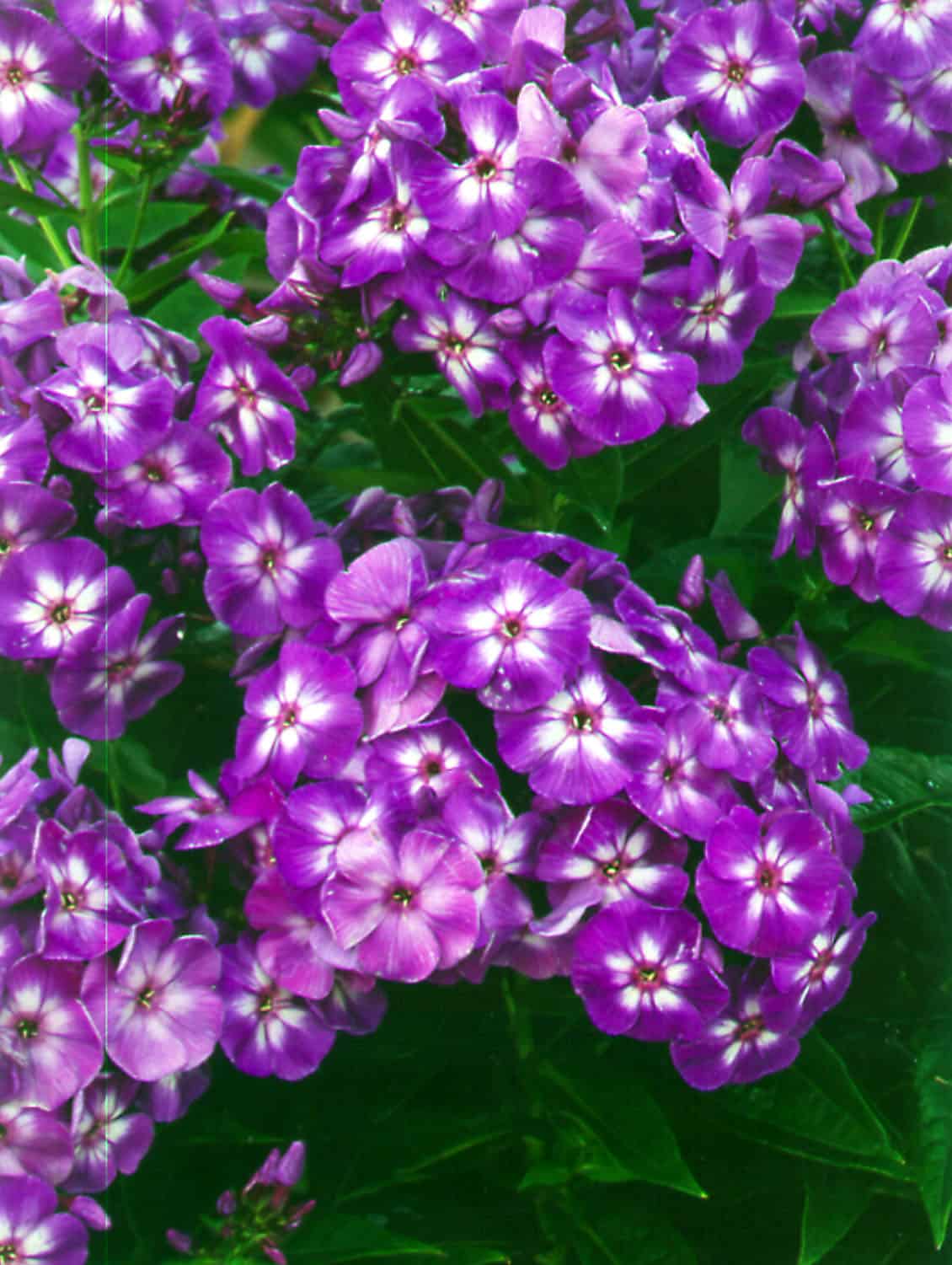 Phlox Paniculata 'laura' - Blomidon Nurseries