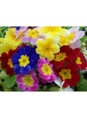 Primula polyantha Pacific Giant Mix