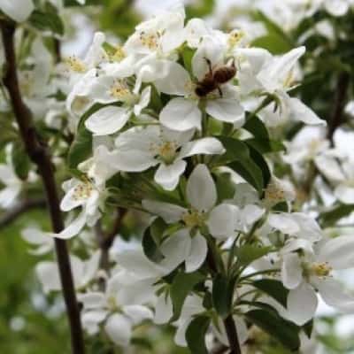 Malus Dolgo Flowering Crab - Blomidon Nurseries