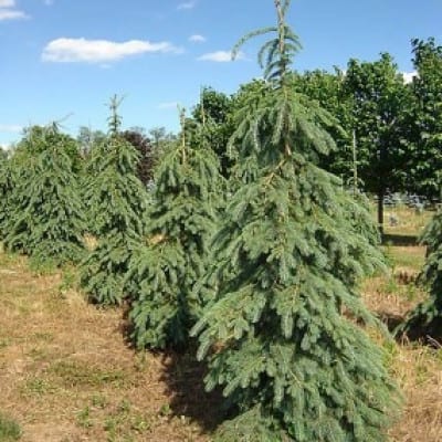 Picea glauca pendula фото