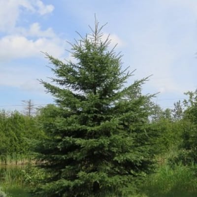 Picea glauca White Spruce - Blomidon Nurseries