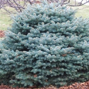 Montgomery Blue Spruce