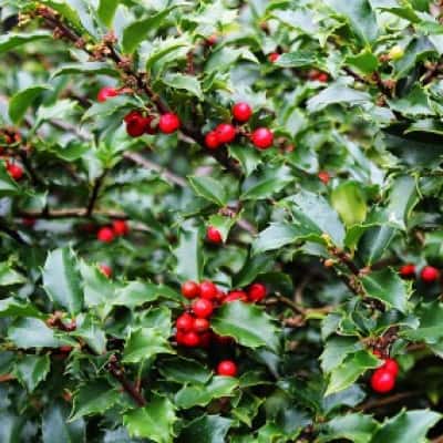 Ilex meserveae Blue Princess Holly - Blomidon Nurseries