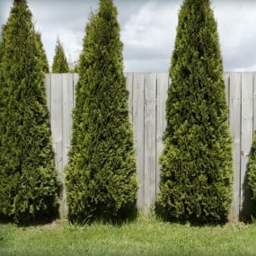 Thuja occidentalis Sky Bound - Blomidon Nurseries