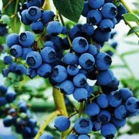 Vaccinium corymbosum Bluecrop - Blomidon Nurseries