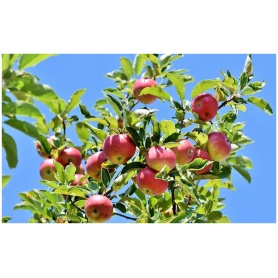 Malus multi-graph 5-n-1 Apple