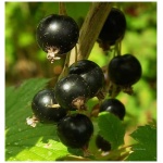 Ribes Wellington Black (Currant) - Image 1