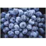 Vaccinium corymbosum Sweet Heart - Image 1