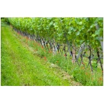 Vitis "Muscat Osceola" - Image 1