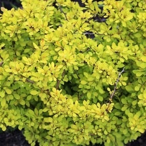 Berberis Thunbergii 'sunsation' - Blomidon Nurseries