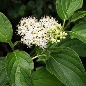 Cornus sericea Red Osier Dogwood - Blomidon Nurseries