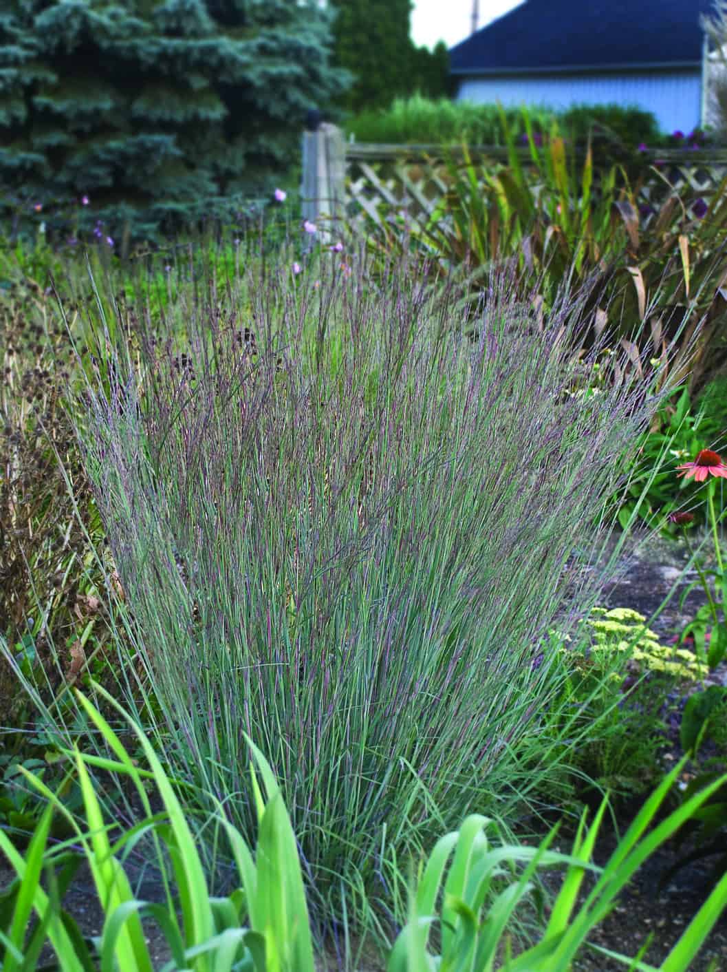 Schizachyrium Scoparium Blue Heaven