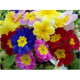 Primula polyantha Pacific Giant Blue