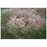 Calluna vulgaris katja - Image 1
