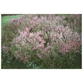 Calluna vulgaris Hilda