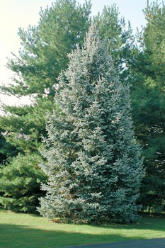 Picea glauca var. densata - Blomidon Nurseries