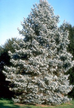 Picea pungens glauca Baby Blue - Blomidon Nurseries