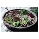 Sempervivum Chick Charms TRIO - Image 1