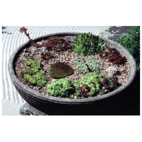 Sempervivum "Chick Charms" ass