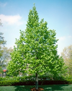 Tilia americana Redmond - Blomidon Nurseries