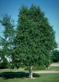 Betula papyrifera - Blomidon Nurseries