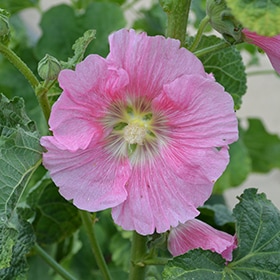 Alcea rosea 'Radiant Rose' - Blomidon Nurseries