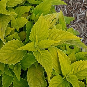 Coleus Colorblaze Lime Time - Blomidon Nurseries