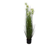 Grass sea urchin in pot 48" - Image 1