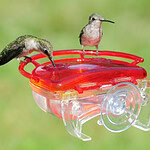 Hummingbird Feeder Window Moun - Image 1