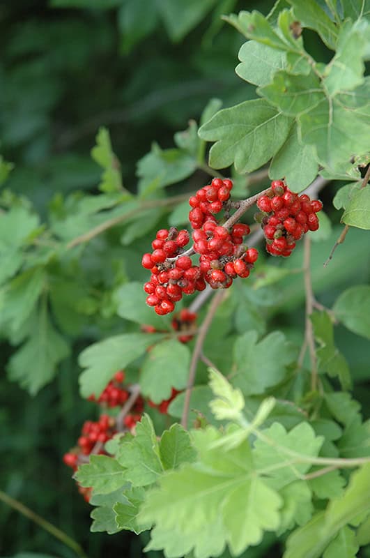 Rhus aromatica - Blomidon Nurseries