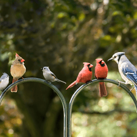 7.Bird and Wildlife Supplies