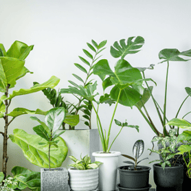 9.House Plants