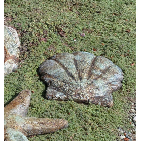 Scallop Shell- Western Slate