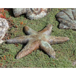 Stafish -Western Slate - Image 1