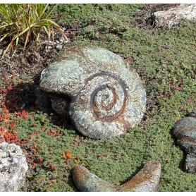 Nautilus Shell- Western Slate