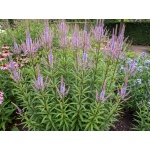 Veronicastrum virginicum Fascination