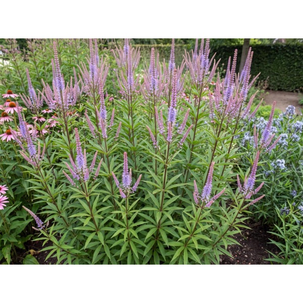 Veronicastrum virginicum Fascination