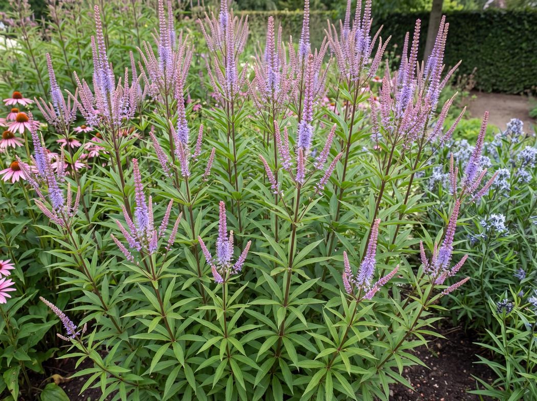 Veronicastrum virginicum Fascination