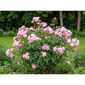 Rosa Meidomonac