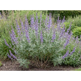 Salvia yangii