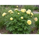 Paeonia Bartzella
