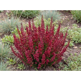 Calluna vulgaris Dark Beauty